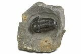 Detailed Proetid (Gerastos) Trilobite Fossil - Morocco #340246-3